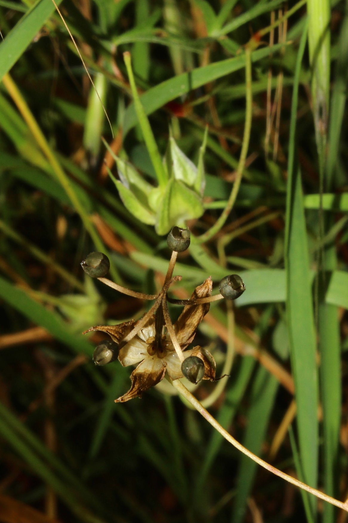 Geranium columbinum / Geranio colombino